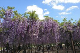 岡崎公園　藤　｜５月のラインナップ｜イメージ写真