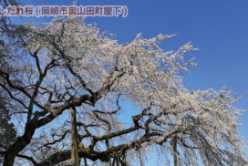 奥山田　しだれ桜｜４月のラインナップ｜イメージ写真