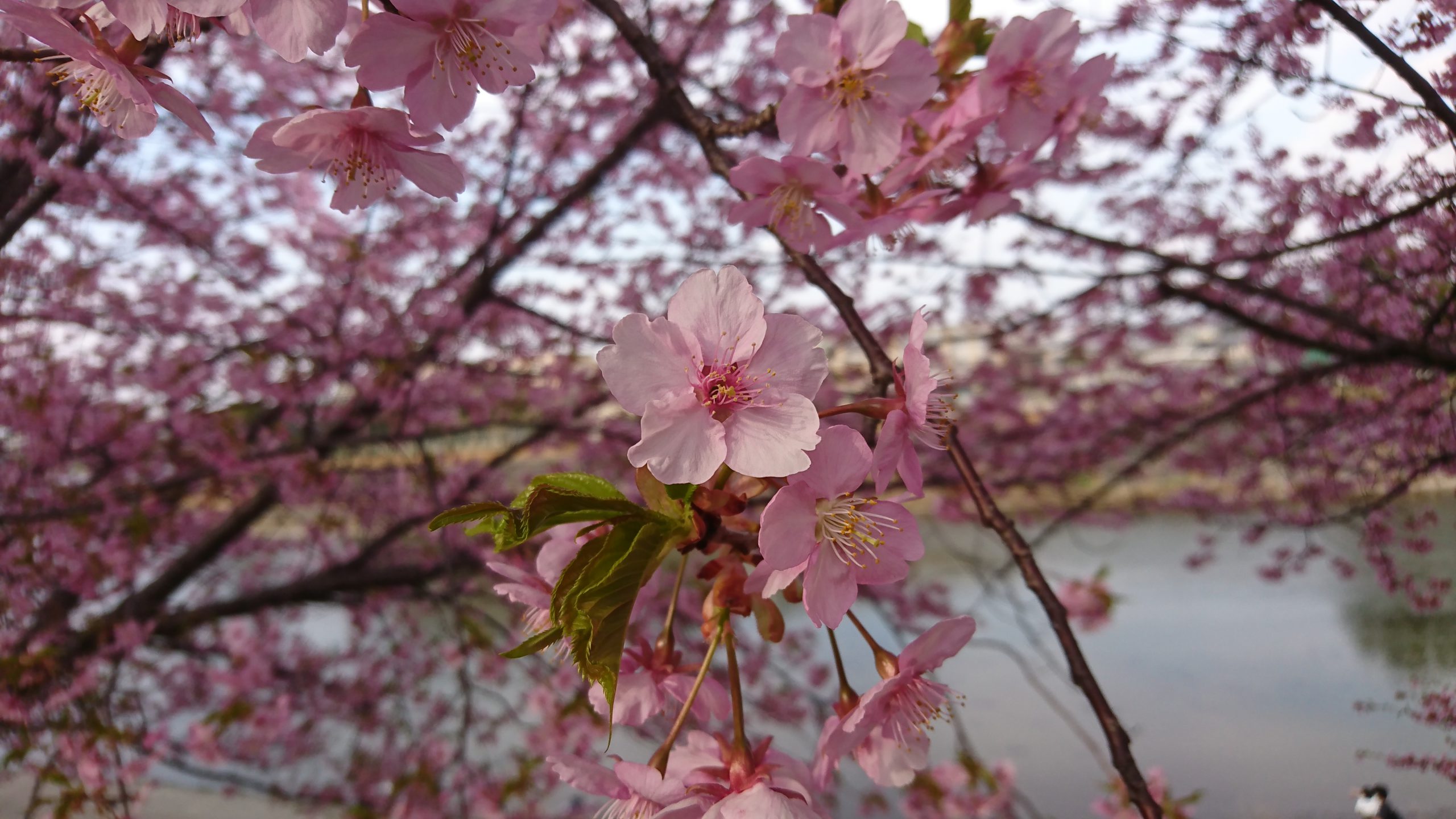 乙川の葵桜（東明大寺町）｜３月のラインナップ｜イメージ写真
