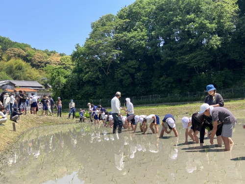 恵田小学校　米作り「田植え」を体験